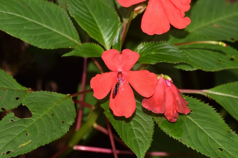 Impatiens usambarensis photo 3