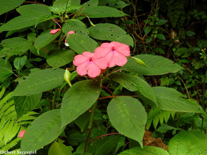 Impatiens usambarensis photo 4