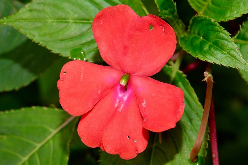 Impatiens usambarensis photo 5