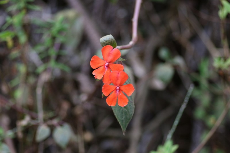 Impatiens usambarensis photo 6