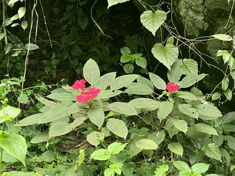 Impatiens usambarensis photo 8