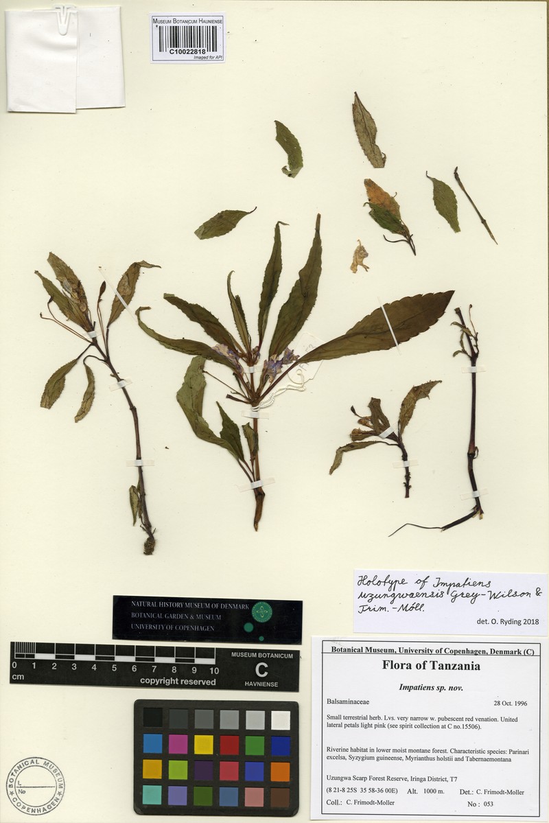Impatiens uzungwaensis