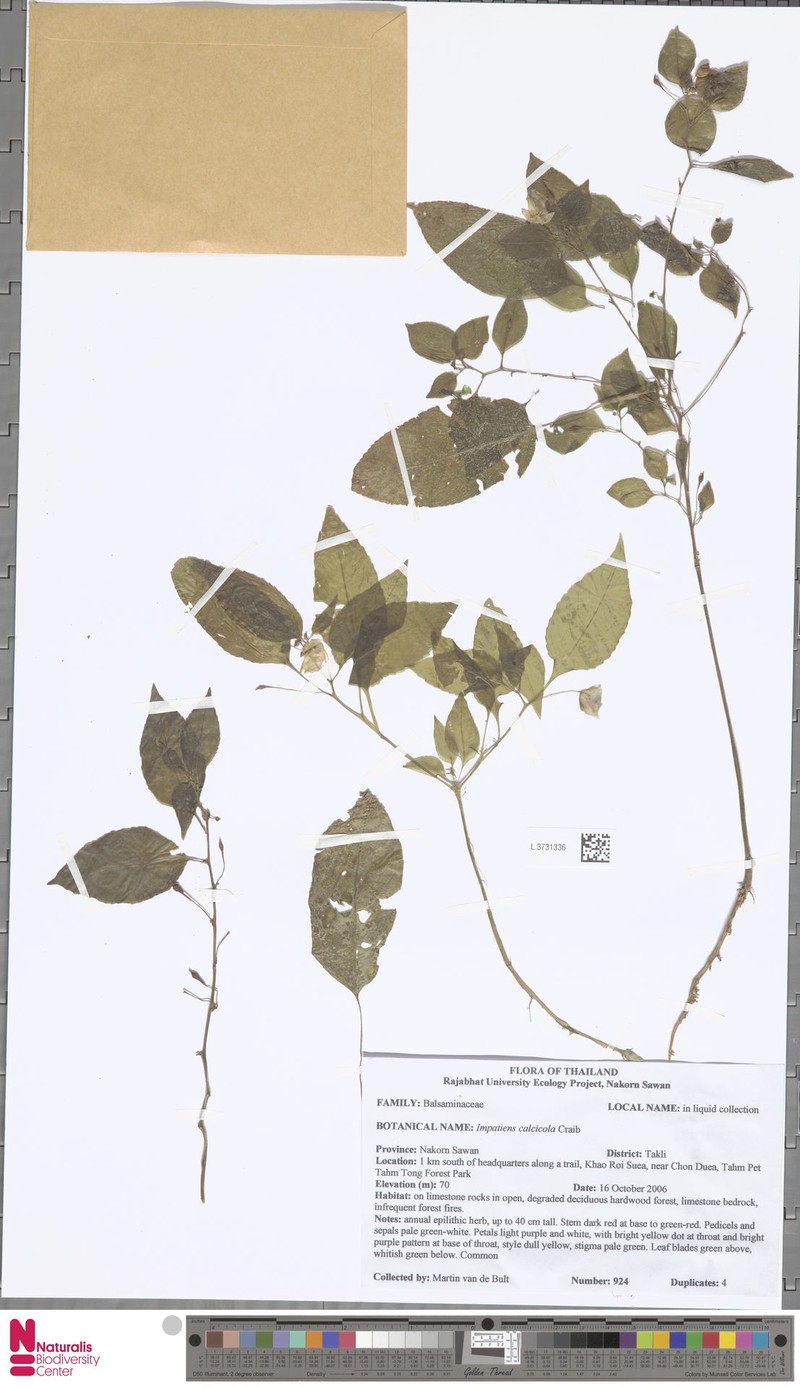 Impatiens vaughanii photo 4