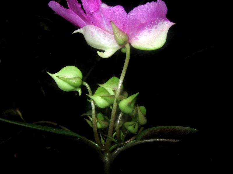 Impatiens vellela