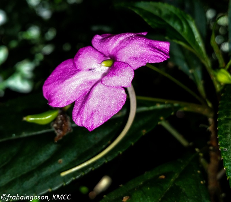Impatiens venusta photo 2