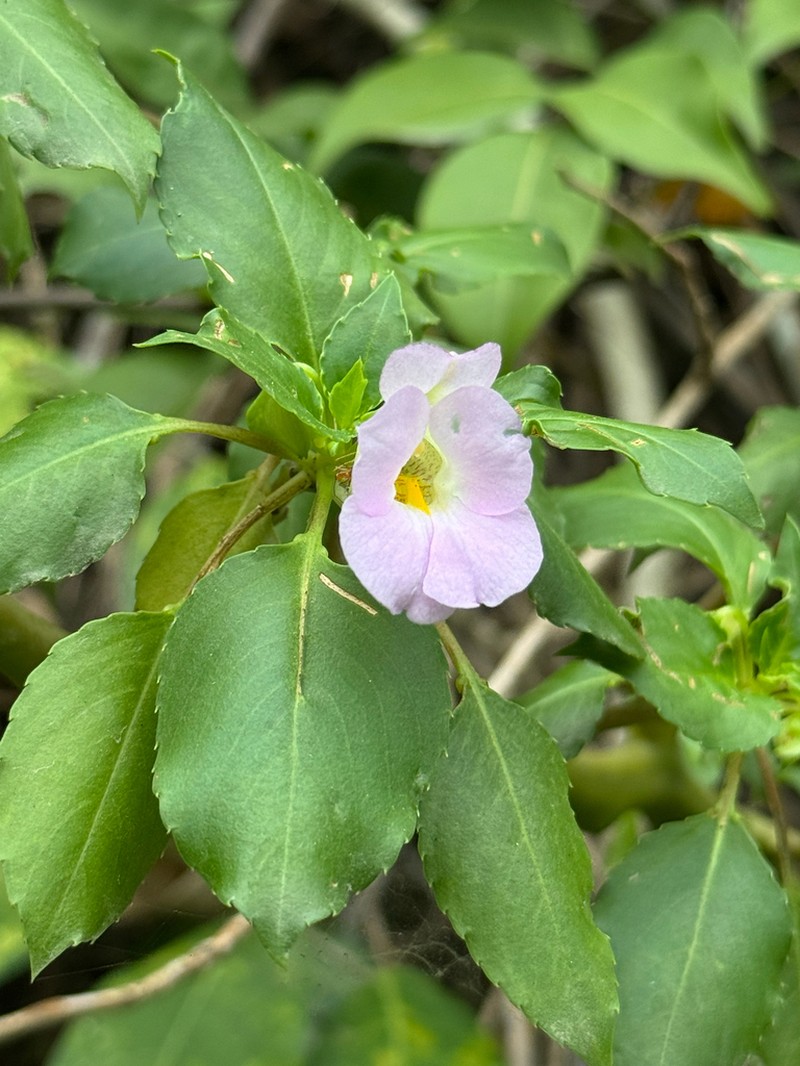 Impatiens verrucifera