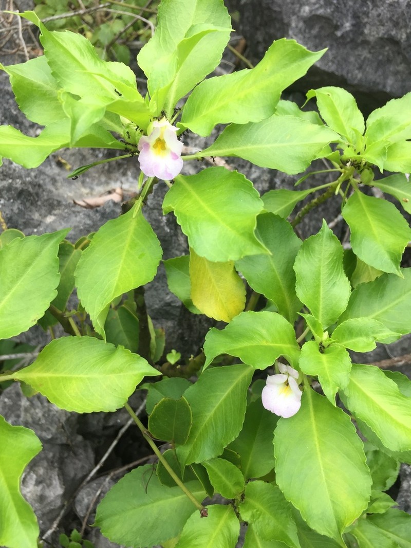 Impatiens verrucifera photo 2