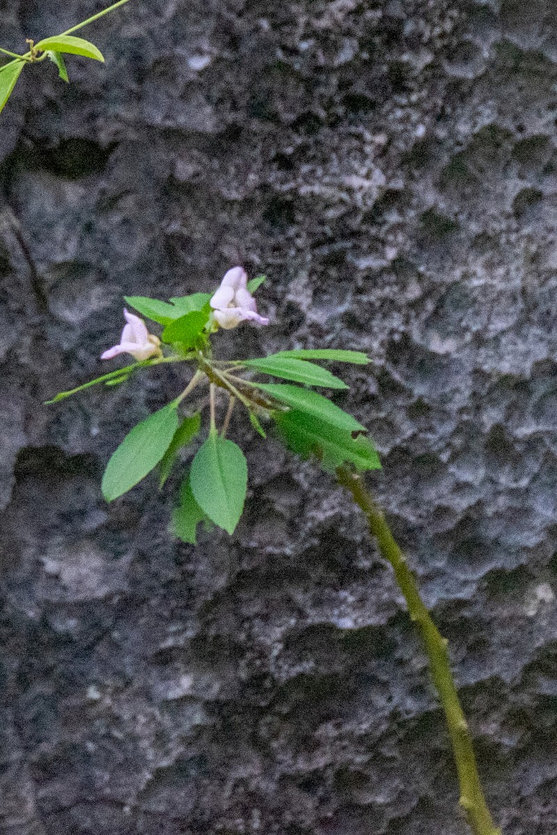 Impatiens verrucifera photo 3