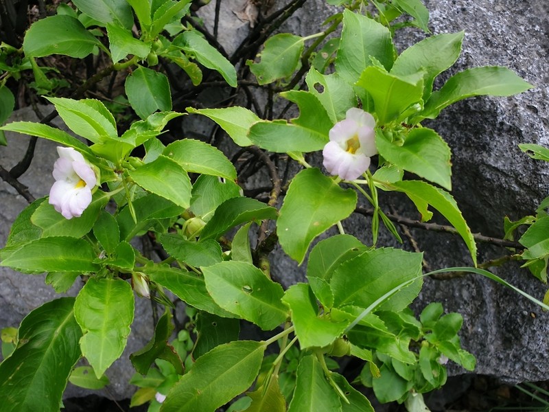 Impatiens verrucifera photo 4