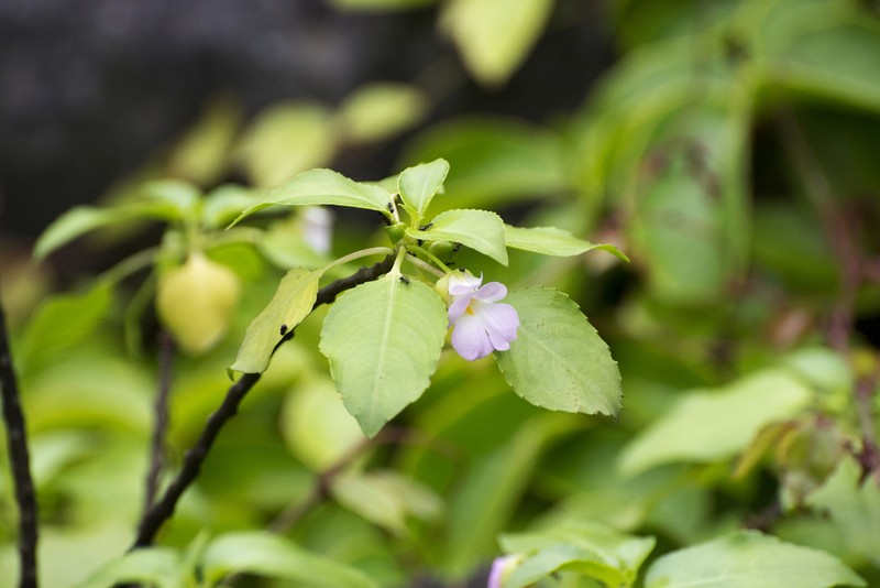Impatiens verrucifera photo 5