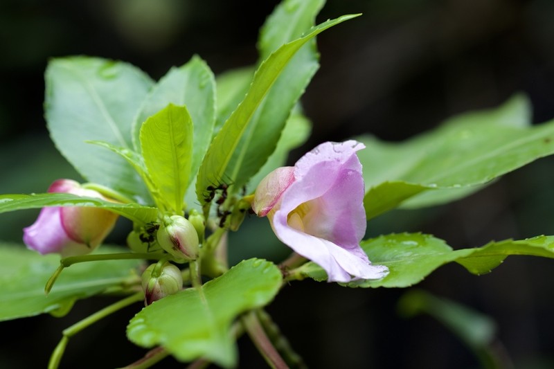 Impatiens verrucifera photo 6