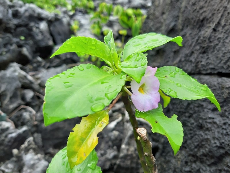 Impatiens verrucifera photo 8
