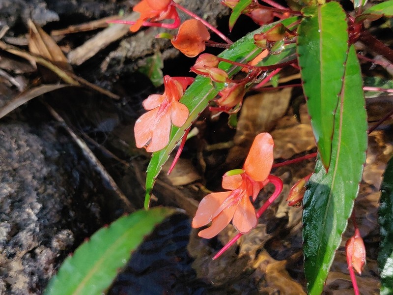 Impatiens verticillata