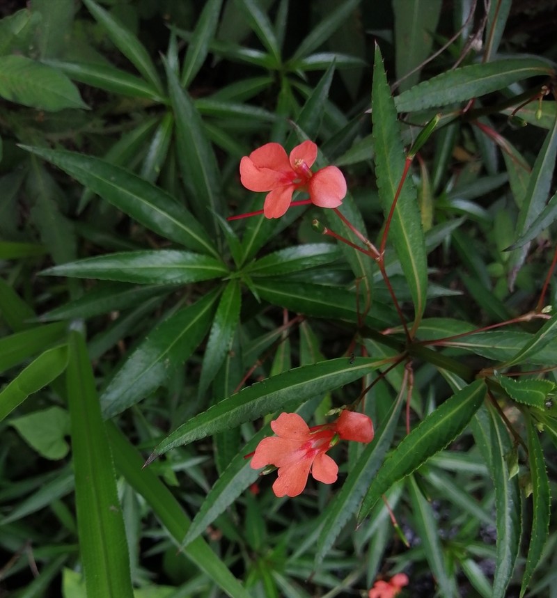 Impatiens verticillata photo 2