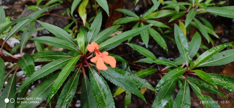 Impatiens verticillata photo 3