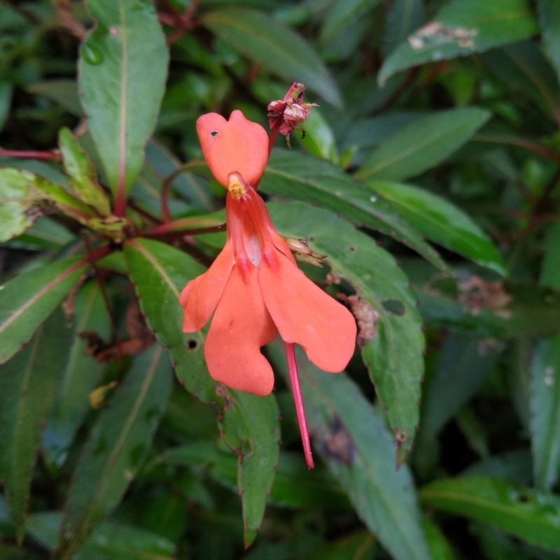 Impatiens verticillata photo 4