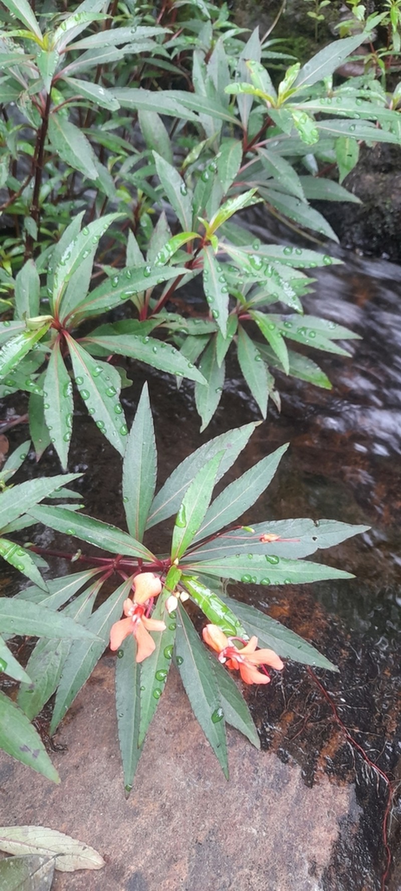 Impatiens verticillata photo 5