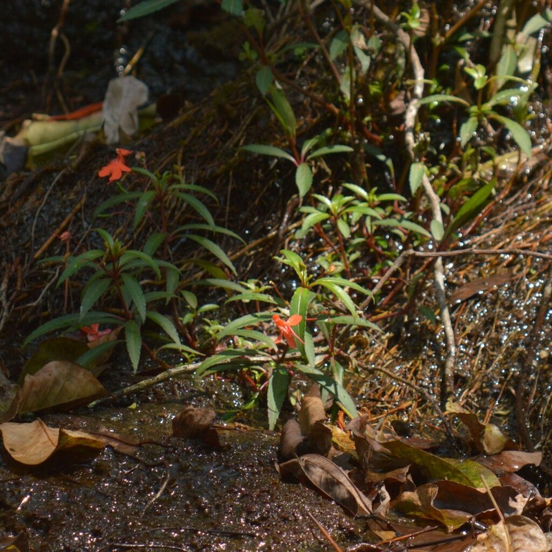 Impatiens verticillata photo 6