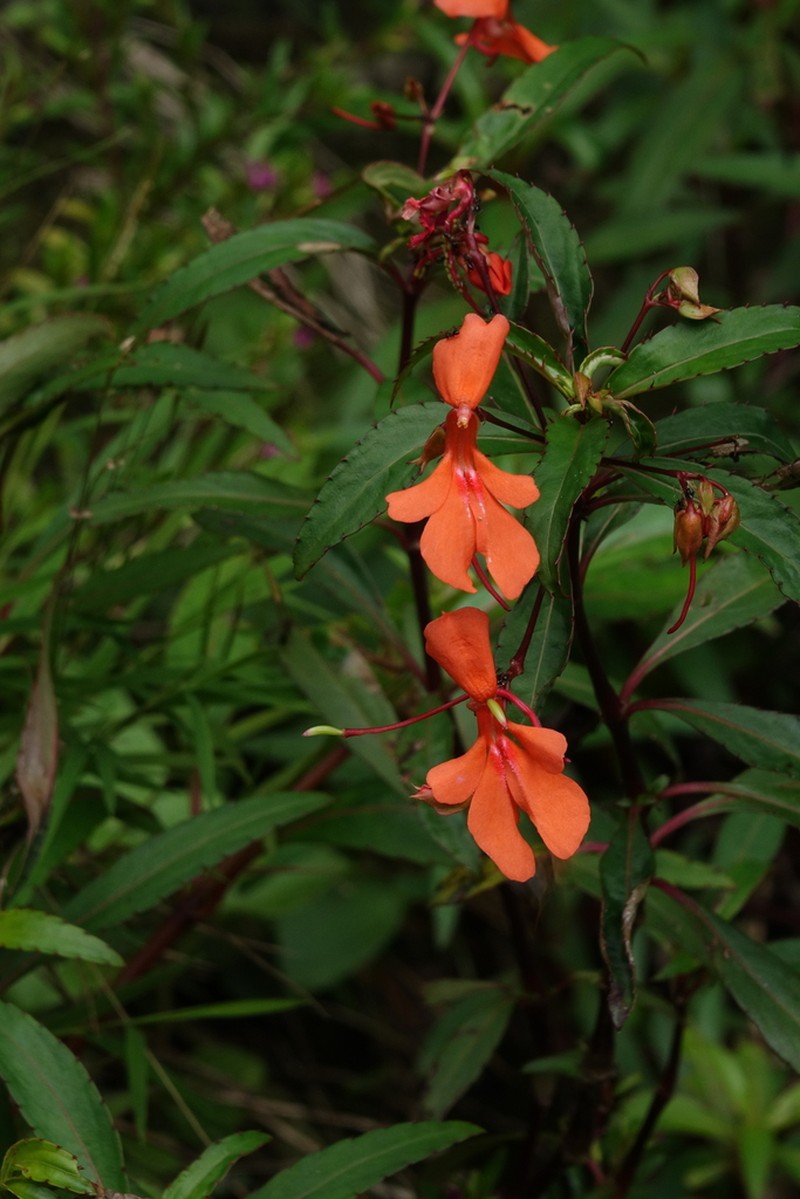 Impatiens verticillata photo 7