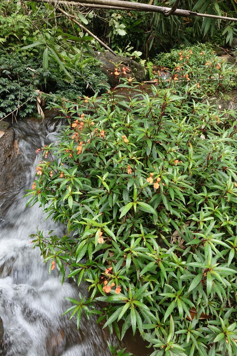 Impatiens verticillata photo 8