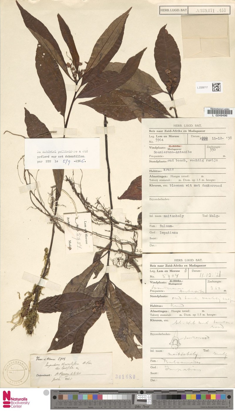 Impatiens vesiculifera photo 2