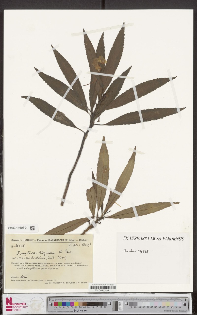 Impatiens viguieri