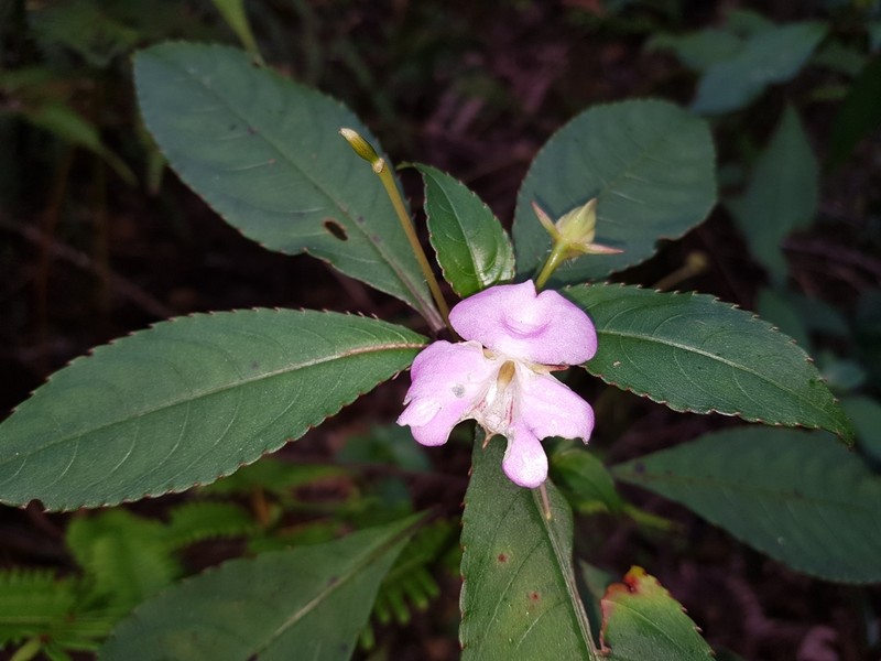 Impatiens vilersii