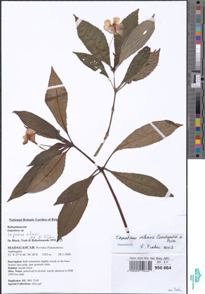 Impatiens vilersii photo 2