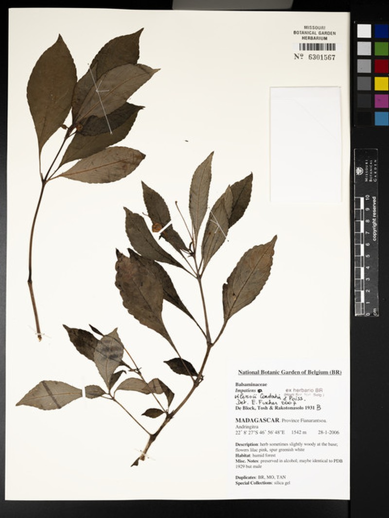 Impatiens vilersii photo 3