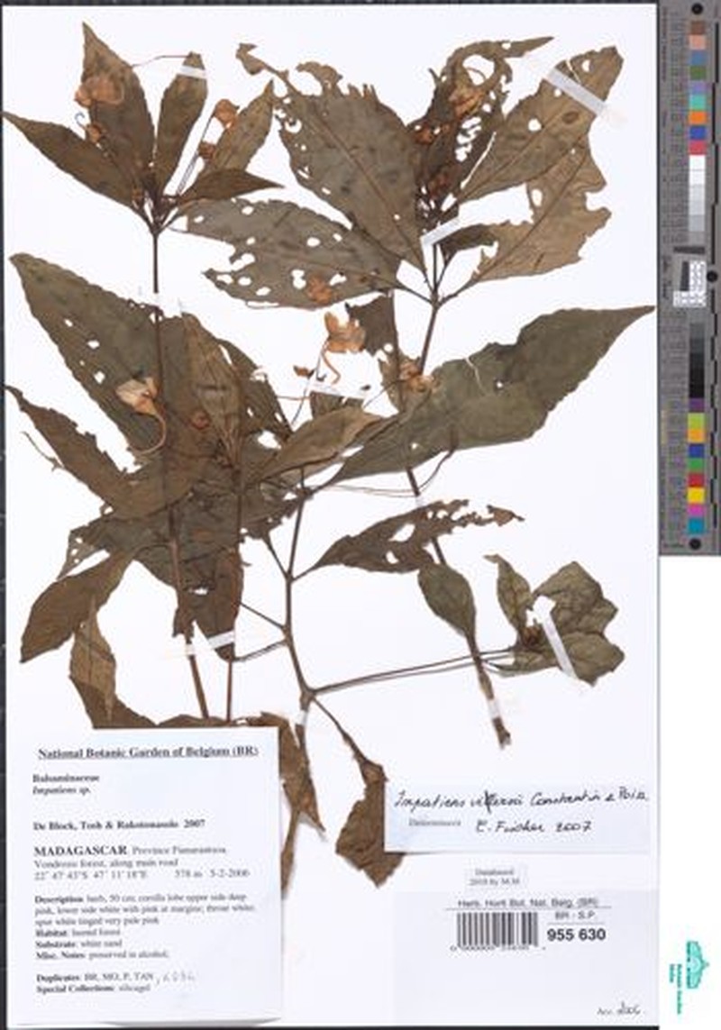 Impatiens vilersii photo 4