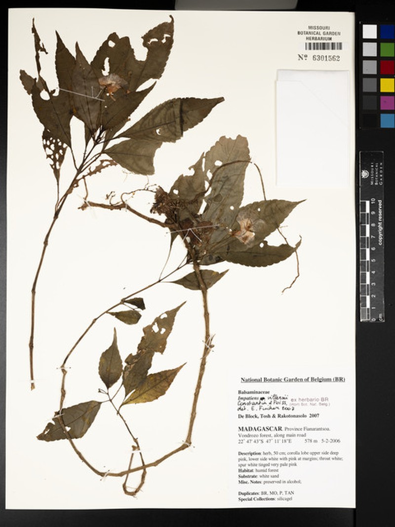 Impatiens vilersii photo 5