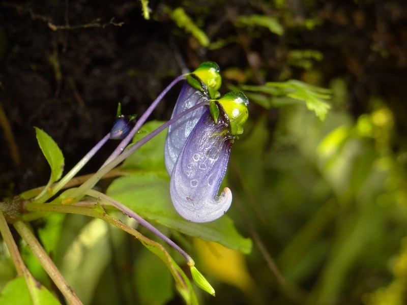 Impatiens violacea photo 2