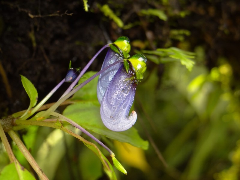 Impatiens violacea photo 3