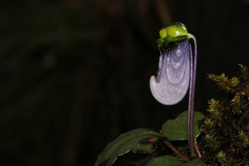 Impatiens violacea