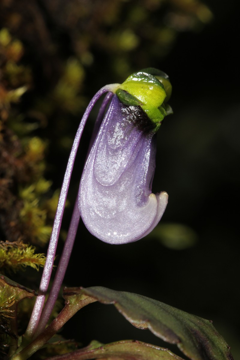 Impatiens violacea photo 4