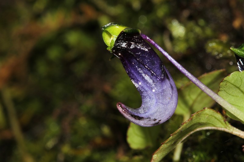 Impatiens violacea photo 5