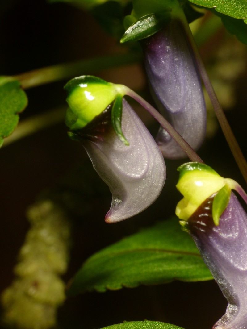Impatiens violacea photo 7