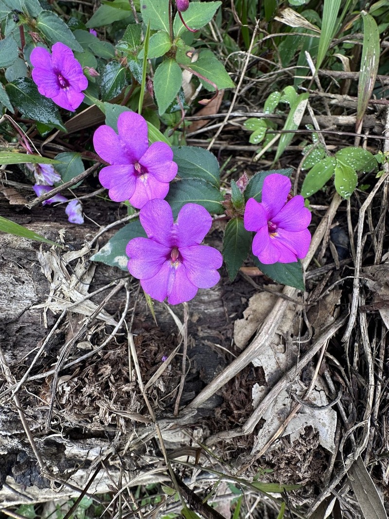 Impatiens violiflora