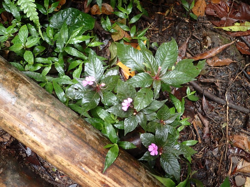 Impatiens violiflora photo 2