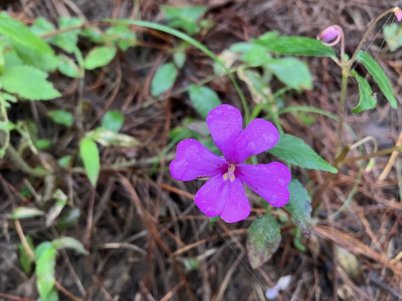 Impatiens violiflora photo 3