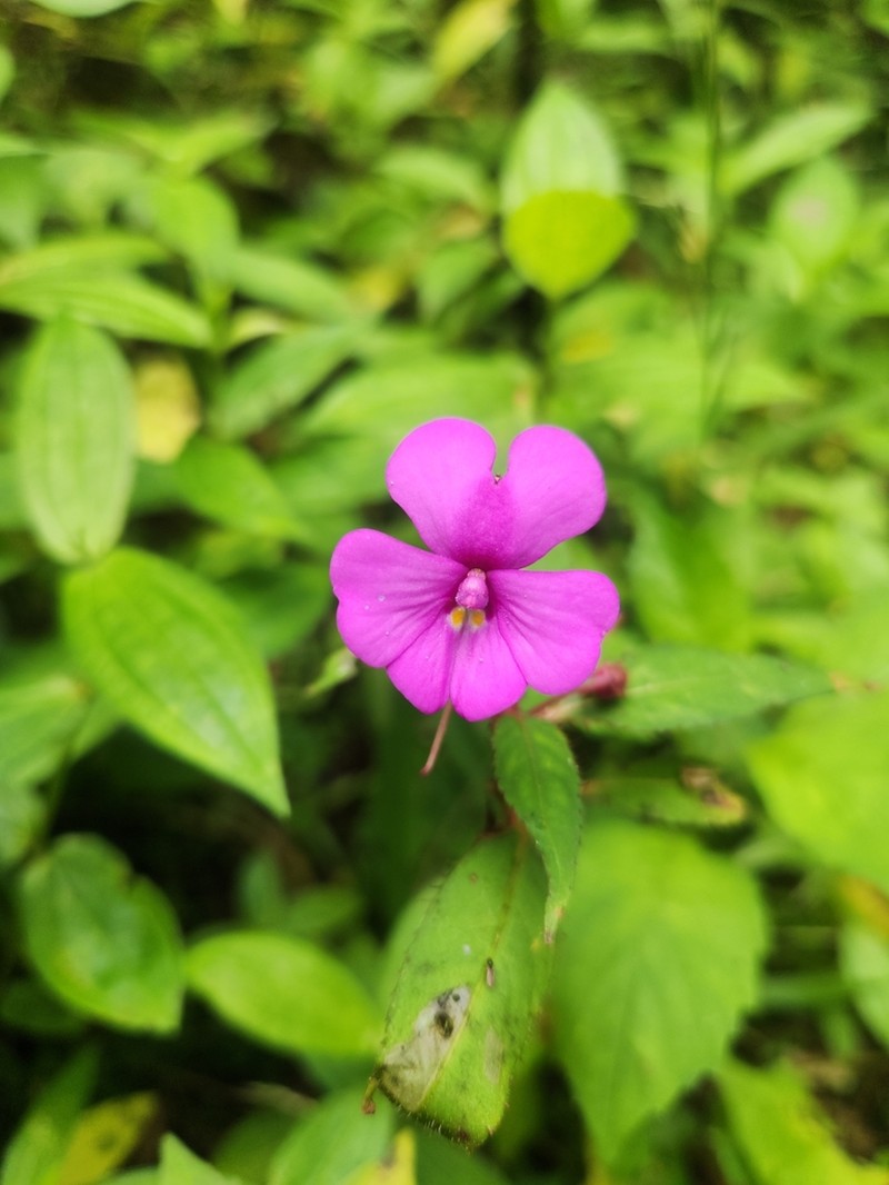 Impatiens violiflora photo 4