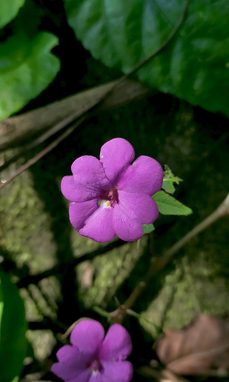 Impatiens violiflora photo 5