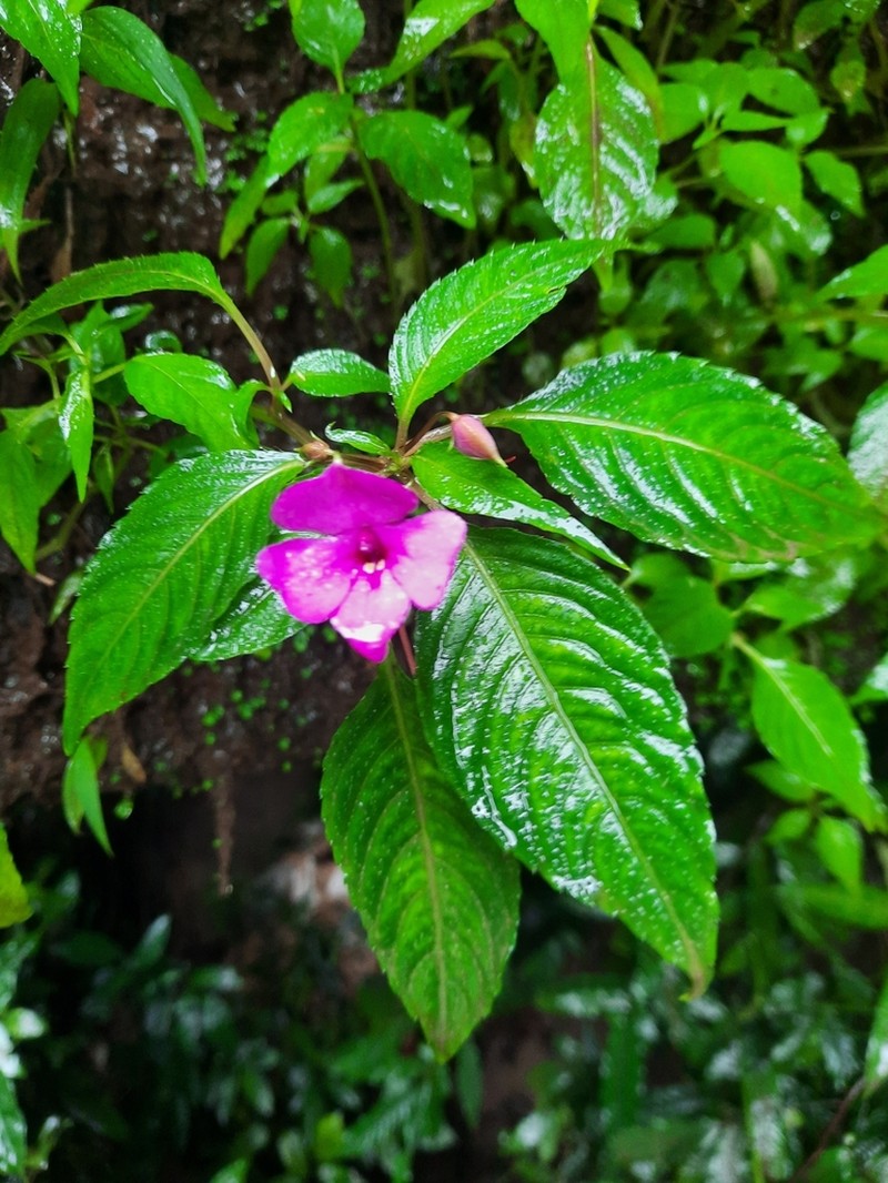 Impatiens violiflora photo 6
