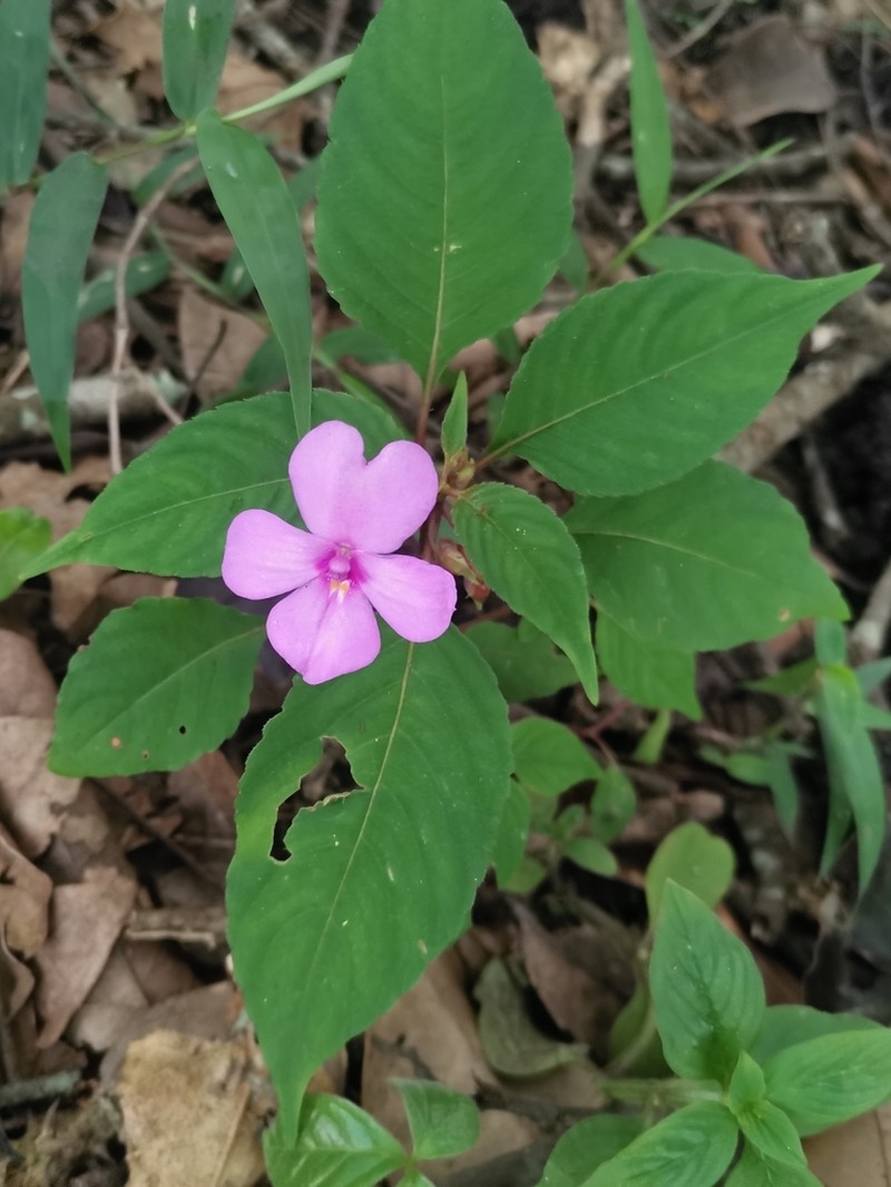Impatiens violiflora photo 7