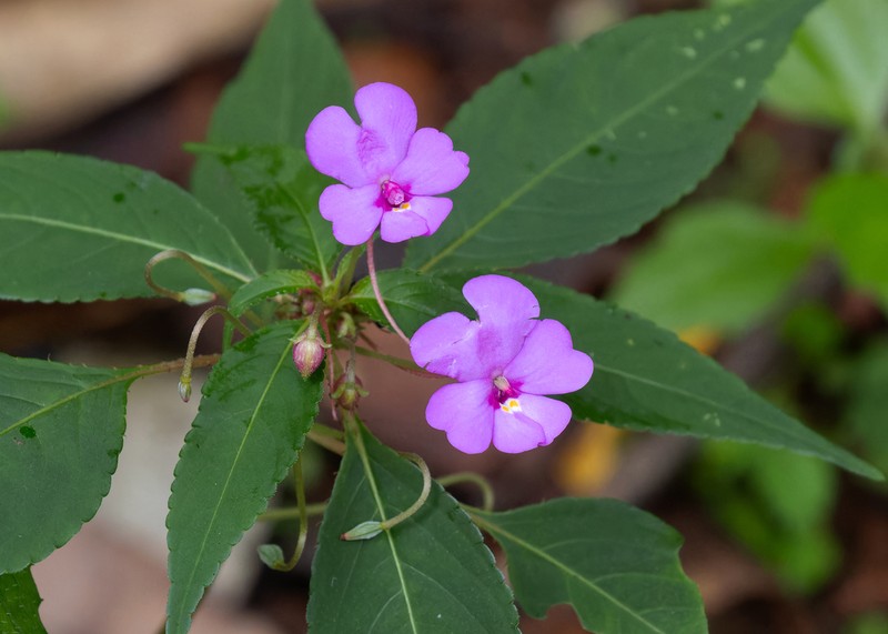 Impatiens violiflora photo 8