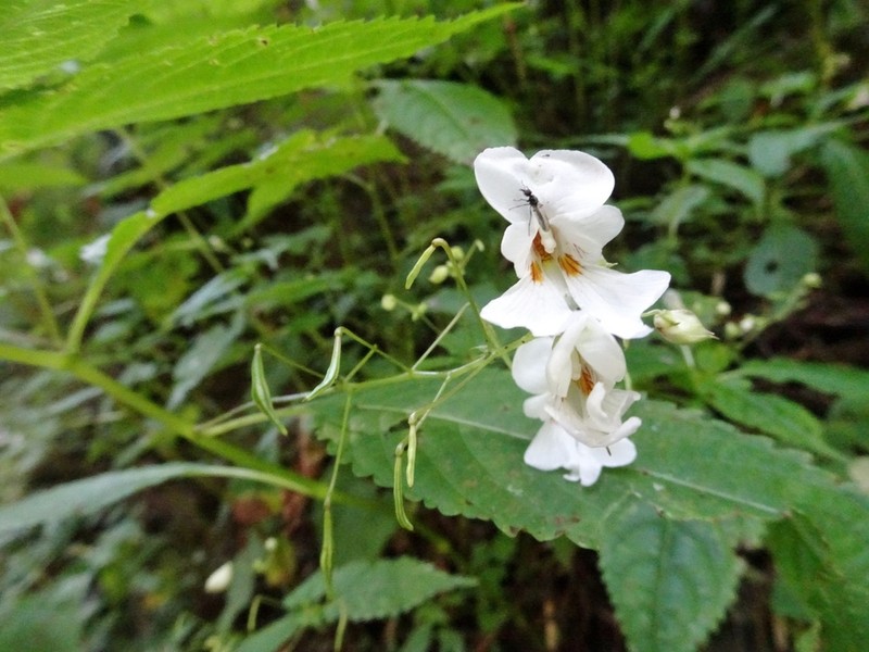 Impatiens violoides photo 2