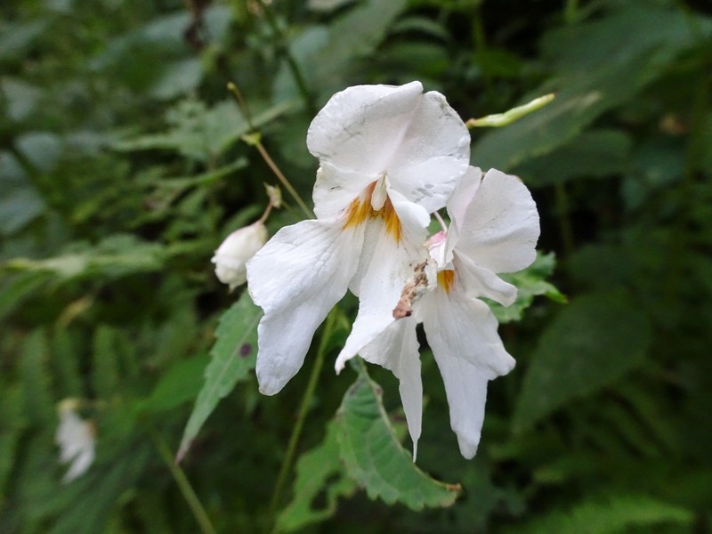 Impatiens violoides photo 3