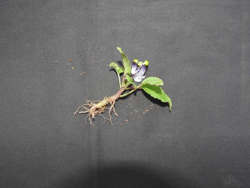 Impatiens viridiflora