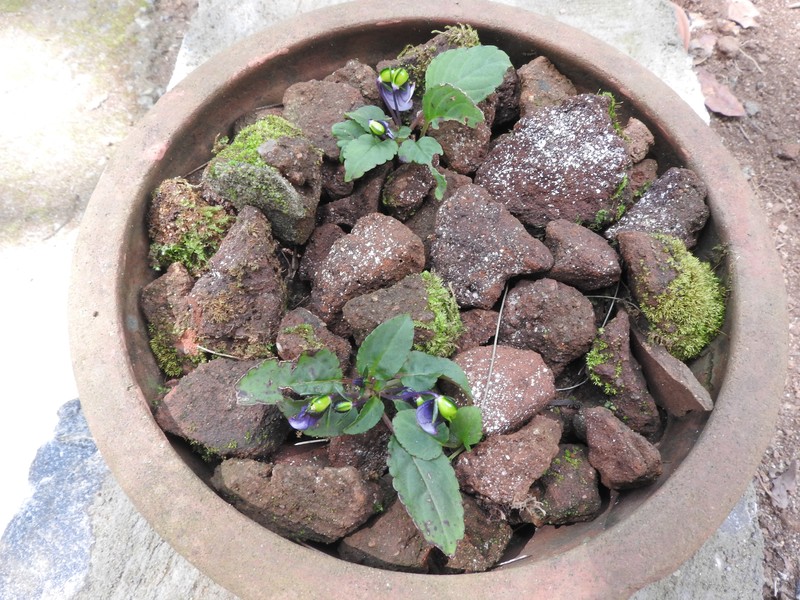 Impatiens viridiflora photo 3