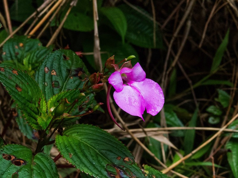 Impatiens viscida photo 4